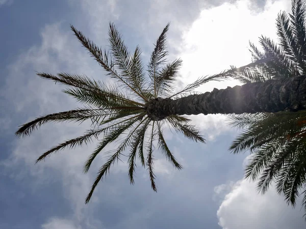 Dos palmeras sobre un fondo azul cielo nublado, concepto de verano — Foto de Stock