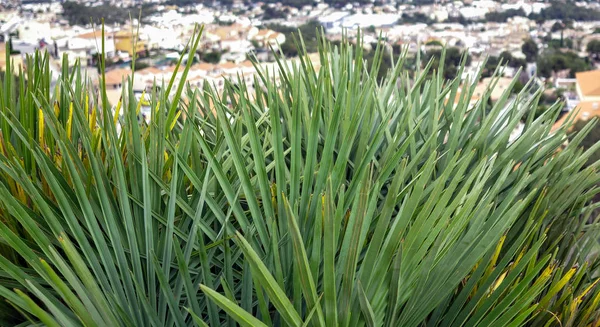 Una gran cantidad de hojas de palma verde sobre un fondo borroso de la ciudad, primer plano — Foto de Stock