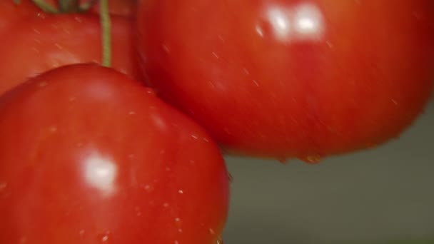 Świeże Dojrzałe Pomidory Zielonej Gałęzi Zbliżenie — Wideo stockowe