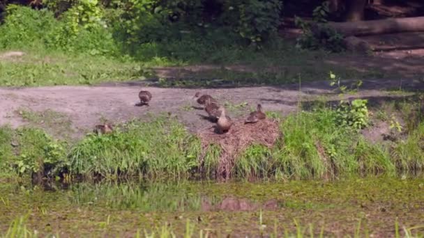 野生のアヒルのグループは、池の海岸にパン粉を拾う食べると、カメラの動き — ストック動画