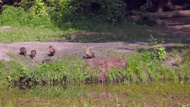 Malá skupinka divokých kachen odpočívajících a krmících se na břehu rybníka, pohyb kamery — Stock video