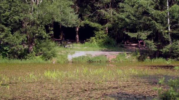 野生のアヒルが泳ぐ池の岸 — ストック動画