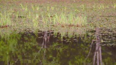 Su yansıtan ağaçlarla ördek otu göleti, kamera hareketi