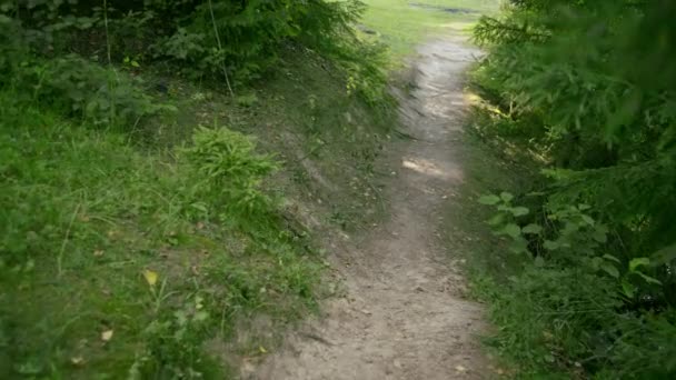 Promenad Längs Skogsstig Kamerarörelse Framåtgående Rörelse — Stockvideo