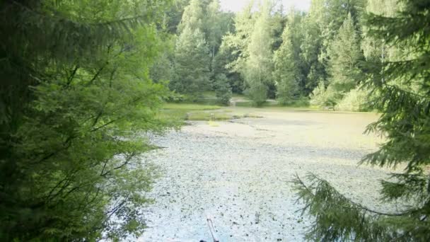 Φύση Κατάφυτη Λίμνη Duckweed Κάλυψε Την Επιφάνεια Του Οικοσυστήματος Ταμιευτήρα — Αρχείο Βίντεο