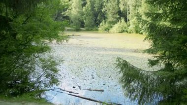 Ördek yosunuyla kaplanmış göletin doğası, örtülü yüzey, rezervuarın ekosistemi.