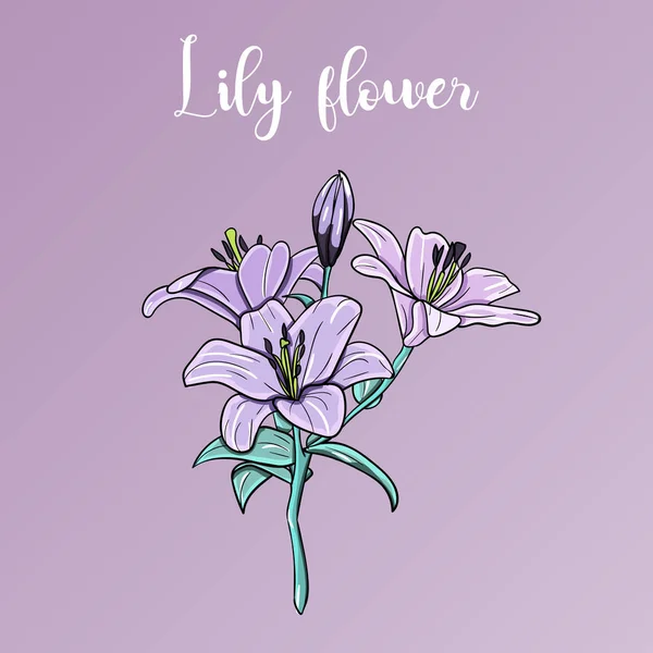 Hand Drawn Lilies Branch Design Isolated Object Vector Graphics