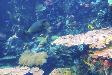 Doğada çeşitli renkli balık ile derin suda yüzme b