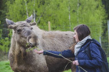 Güzel büyüyen boynuz ile sevimli vahşi Moose elk beslemek için çalışıyor