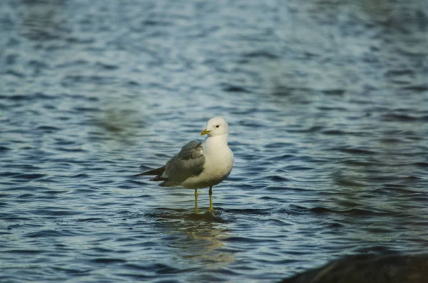 Seagull bird and its shadow waiting for target on a stone in a b — Stock Photo, Image