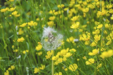 Bulanık bir sarı çiçek bir demet güzel beyaz çiçek 