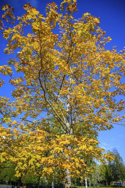 Isolated yellow leave tree isolated for green trees around in a