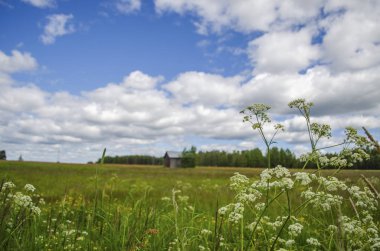 Bulutların altında yeşil çayırların önünde beyaz çiçekler 