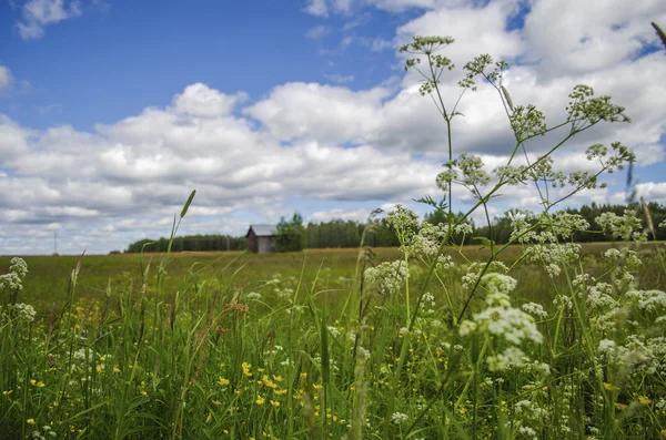 White flowers in front of green meadow under the cloudscape sky Royalty Free Stock Images