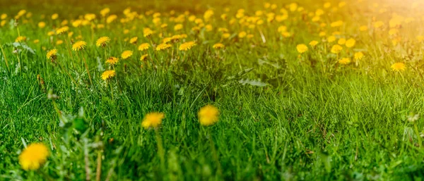 Panoramiczny Widok Kwitnących Żółtych Kwiatów Świeżą Zieloną Trawą Ogrodzie Latem — Zdjęcie stockowe