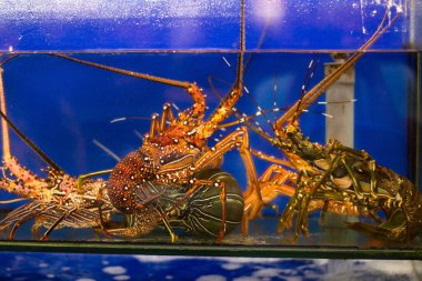 Endonezya, Bali 'de tatil sırasında lüks bir restoranda müşteriler için bir su kovasında saklanmış çiğ deniz ürünleri.