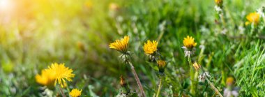 Arka planda altın güneş ışığı olan bahçesinde taze yeşil çimenli doğal çiçek açan panoramik bir manzara.