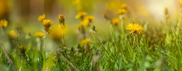 Malowniczy Widok Panoramiczny Naturalnych Kwitnących Żółtych Kwiatów Świeżą Zieloną Trawą — Zdjęcie stockowe