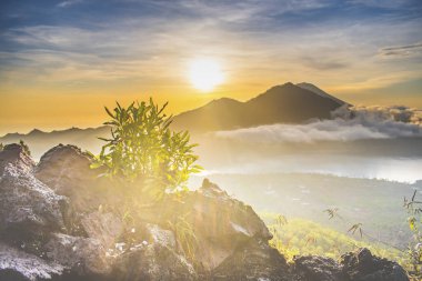 Kintamani volkanik zirvesinin muhteşem panoramik manzarası, gün doğumu ve güneş ışığı, Batur Dağı 'nın tepesindeki yapraklar arasında sis ve bulut ile birlikte.