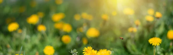 Piękne Żółte Kwiaty Zielonym Tle Trawy Światła Słonecznego Latającą Pszczołą — Zdjęcie stockowe