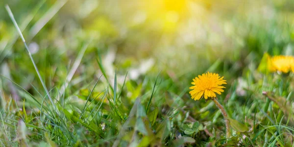 Een Frisse Wilde Gele Bloeiende Bloemen Met Groen Gras Achtergrond — Stockfoto