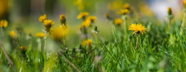 Banda Pięknych Dzikich Żółtych Kwiatów Kwitnących Zielonym Tle Trawy Świeżym — Zdjęcie stockowe