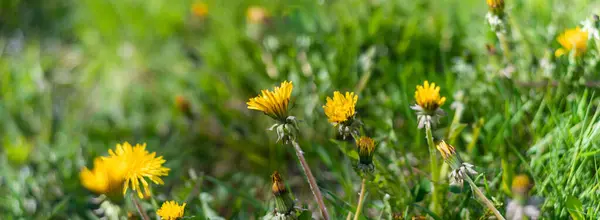 Bunch Van Verse Wilde Geel Bloeiende Bloemen Met Groen Gras — Stockfoto