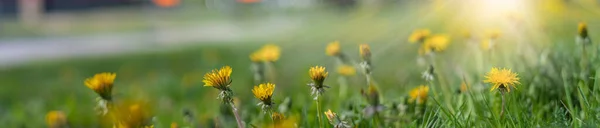 Fris Geel Bloeiende Bloementuin Met Groen Gras Zonlicht Achtergrond Natuur — Stockfoto