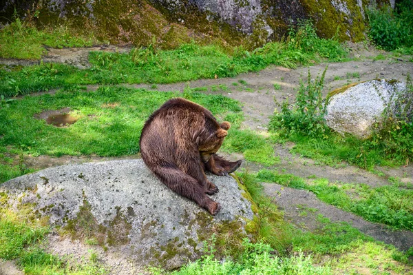 Urso Selvagem Dia Ensolarado Está Sentado Sombra Europa Vagando Pela — Fotografia de Stock