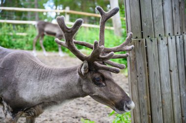 Boynuzu büyüyen bir grup vahşi geyik yiyecek arıyor ve İsveç hayvanat bahçesindeki bir hayvan koleksiyonunda Orman 'da dolaşıyorlar.