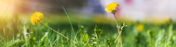 Twee Mooie Wilde Gele Bloeiende Bloemen Met Groen Gras Achtergrond — Stockfoto