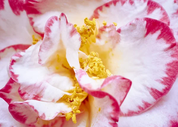 粉红色和白色花瓣 — 图库照片