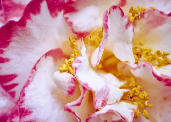 Růžové a bílé květy — Stock fotografie