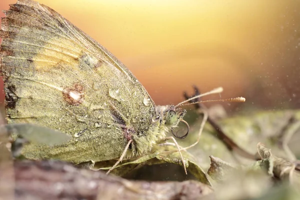 Sárga Pillangó Utolsó Napokban Ültetett Száraz Levelek Földön — Stock Fotó