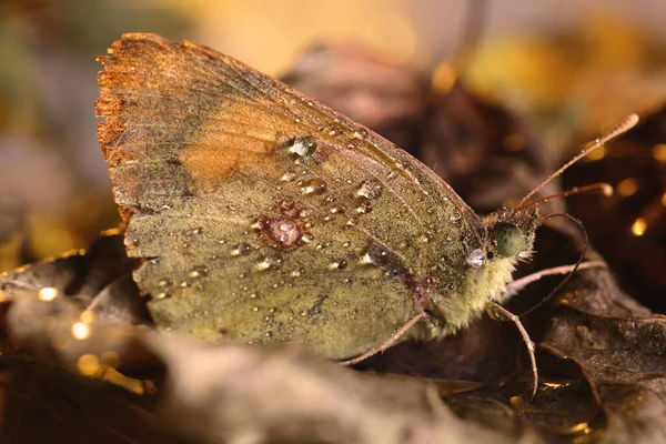 Mariposa Amarilla Sus Últimos Días Posada Sobre Hojas Secas Suelo — Foto de Stock