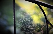 Spider web ma reggel a parkban