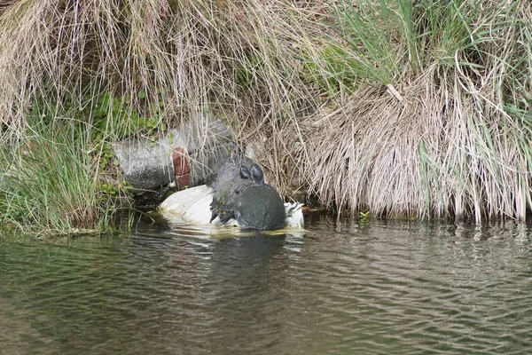 Turtles Sunning Drainage Pipe — Stock Photo, Image