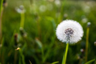 Tam karahindiba yakınçekim (Taraxacum)