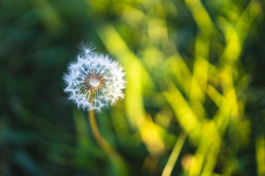 Güneşte karahindiba (Taraxacum) yakın çekim