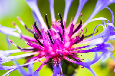 Benekli Knapweed Centaurea maculosa Makro