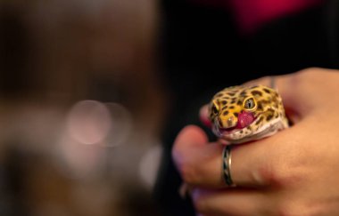 Bir Leopar Gecko Holding (Eublepharis macularius)