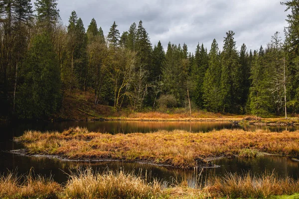 Sumpf Wald Und Teich Einem Regnerischen See — Stockfoto