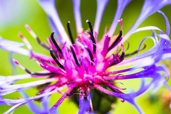 Makro Fläckig Knapweed Centaurea Maculosa — Stockfoto