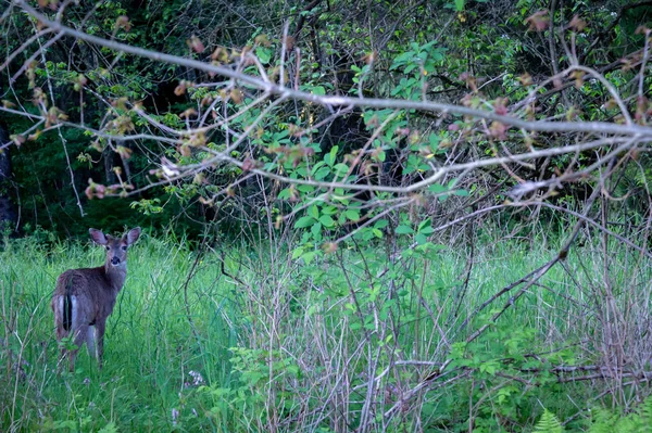 森の中を見ている鹿 — ストック写真
