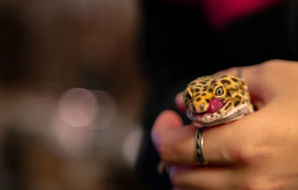 Bir Leopar Gecko Holding (Eublepharis macularius)