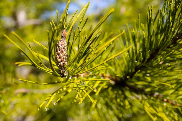 Closeup Conifer Cone Pine Tree — Stock Photo, Image