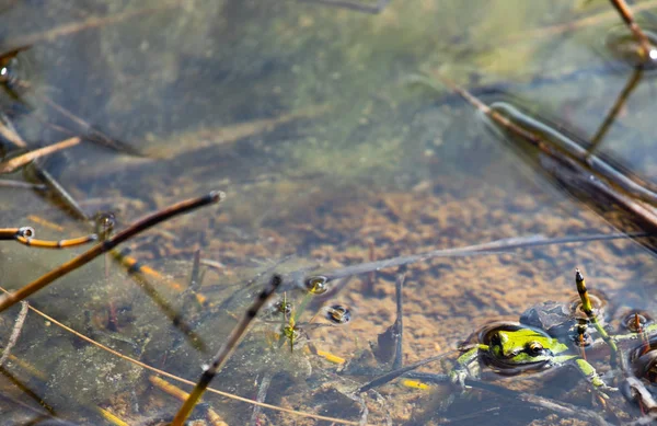 Par Rãs Pacífico Hyla Regilla Acasalando Enquanto Submerso — Fotografia de Stock