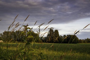 Açık alanda çim buğday üzerinde dramatik ışık