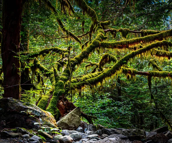 Caminata Que Conduce Viejo Bosque Crecimiento Durante Hora Dorada — Foto de Stock