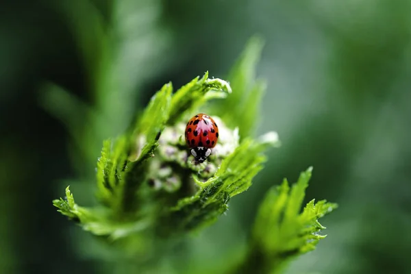 Çiçek üzerinde uğur böceği Makro